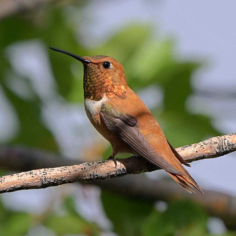Kızıl Sırtlı Kolibri - ML639377162