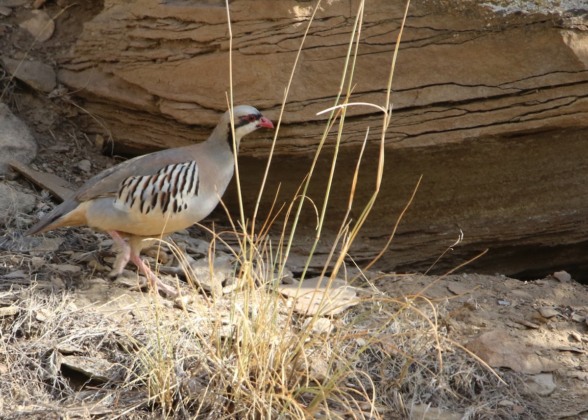 Chukar - ML639377172