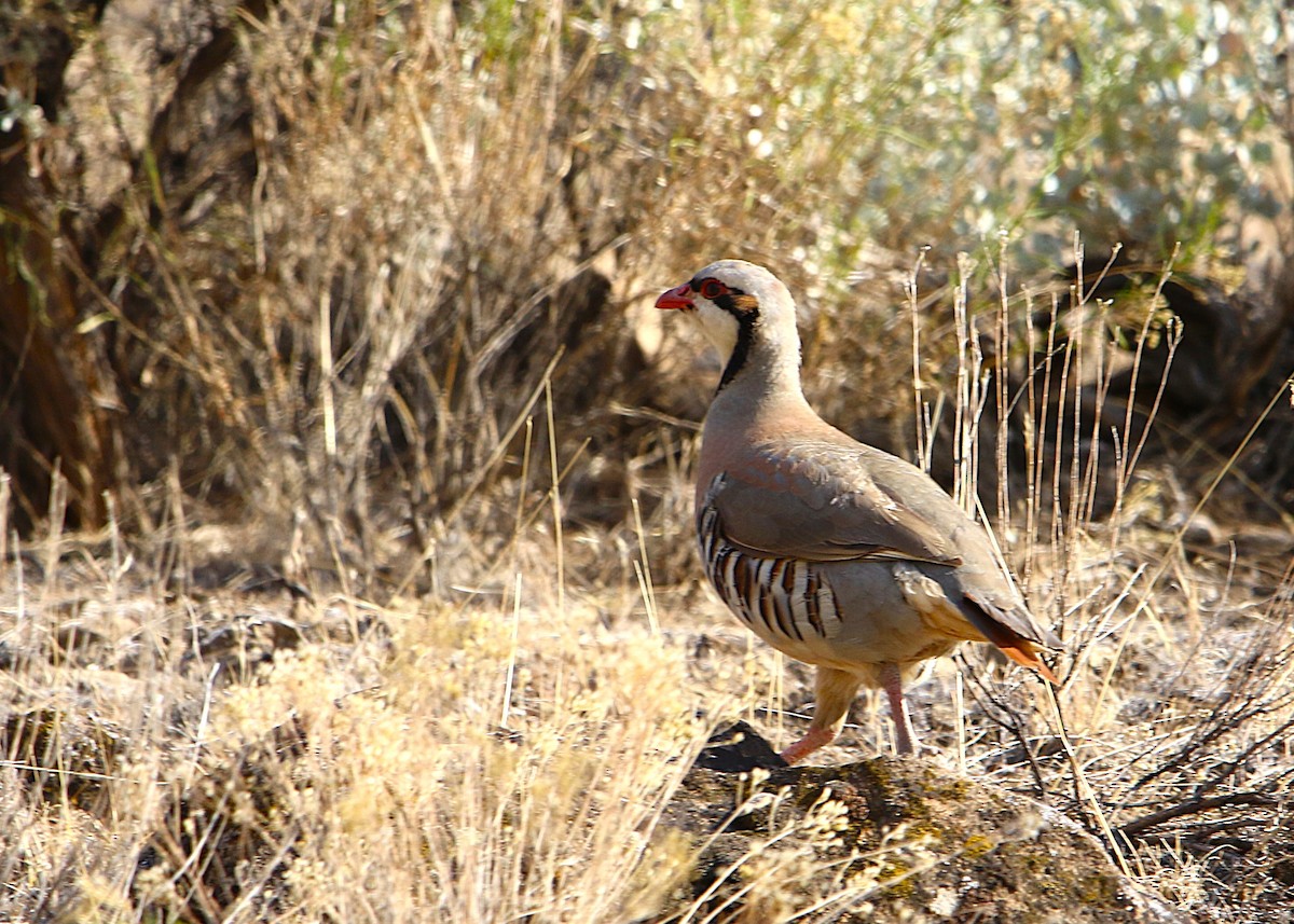 Chukar - ML639377173
