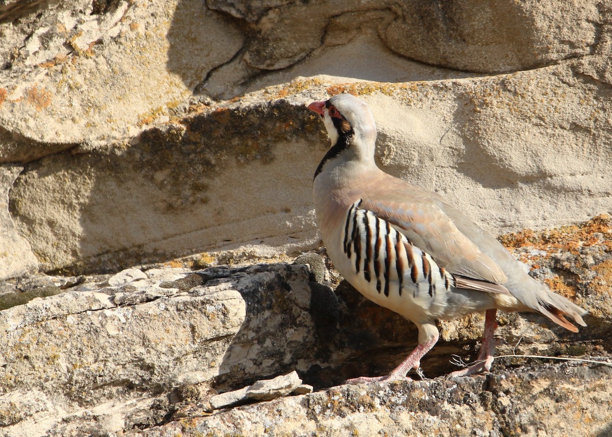 Chukar - ML639377174