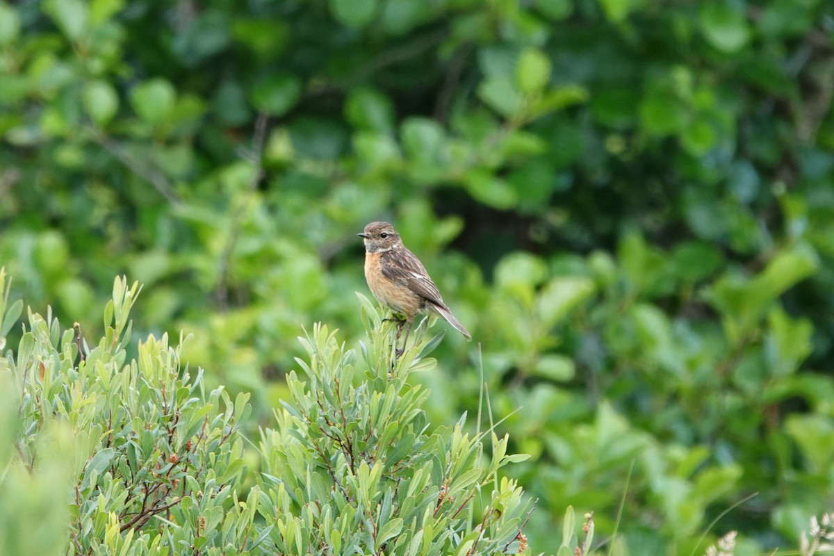 European Stonechat - ML639377247