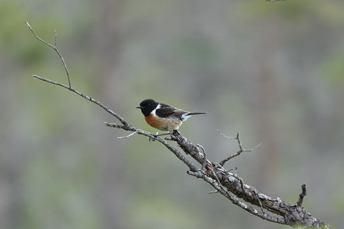 European Stonechat - ML639377250
