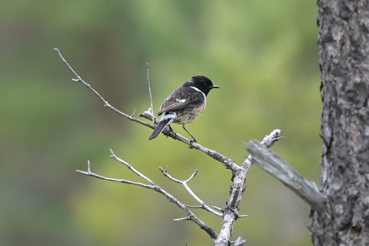 European Stonechat - ML639377251