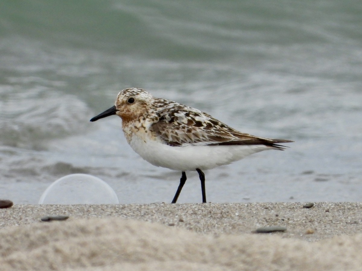 Sanderling - ML639377281