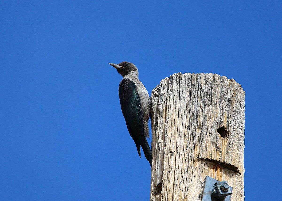 Lewis's Woodpecker - ML639377290
