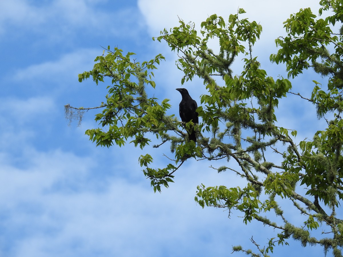 crow sp. - ML639377302