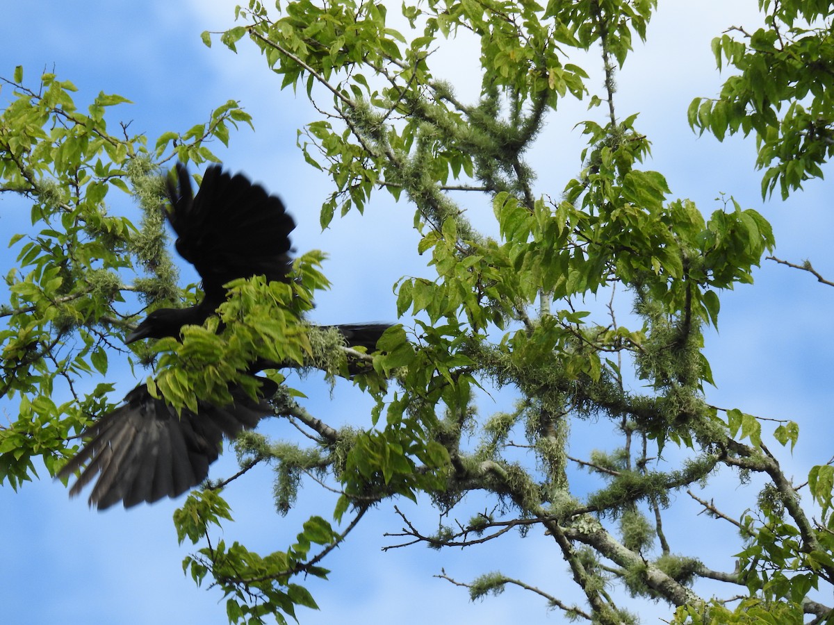crow sp. - ML639377303