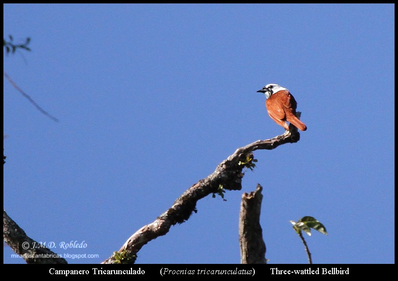 Three-wattled Bellbird - ML639377306