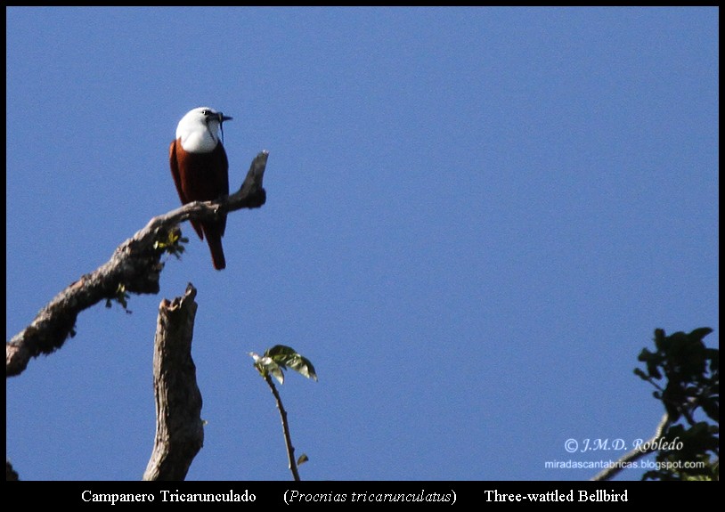 Three-wattled Bellbird - ML639377307