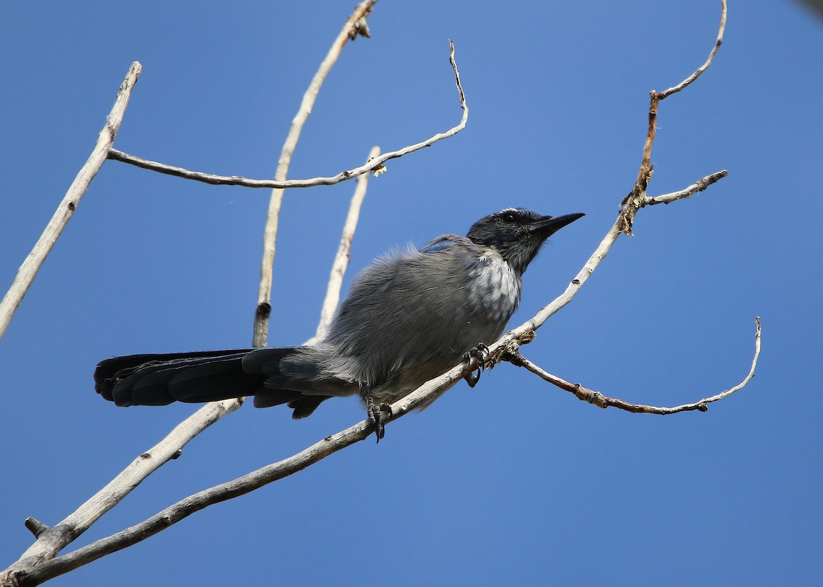 Woodhouse's Scrub-Jay - ML639377310