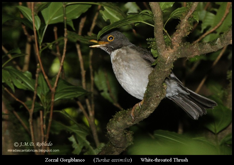 White-throated Thrush - ML639377388