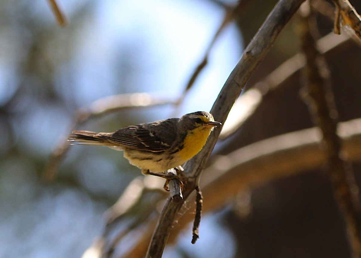 Grace's Warbler - ML639377420