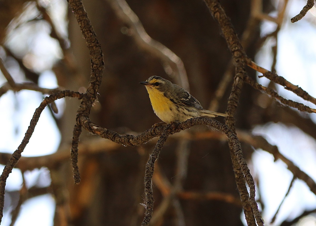 Grace's Warbler - ML639377421