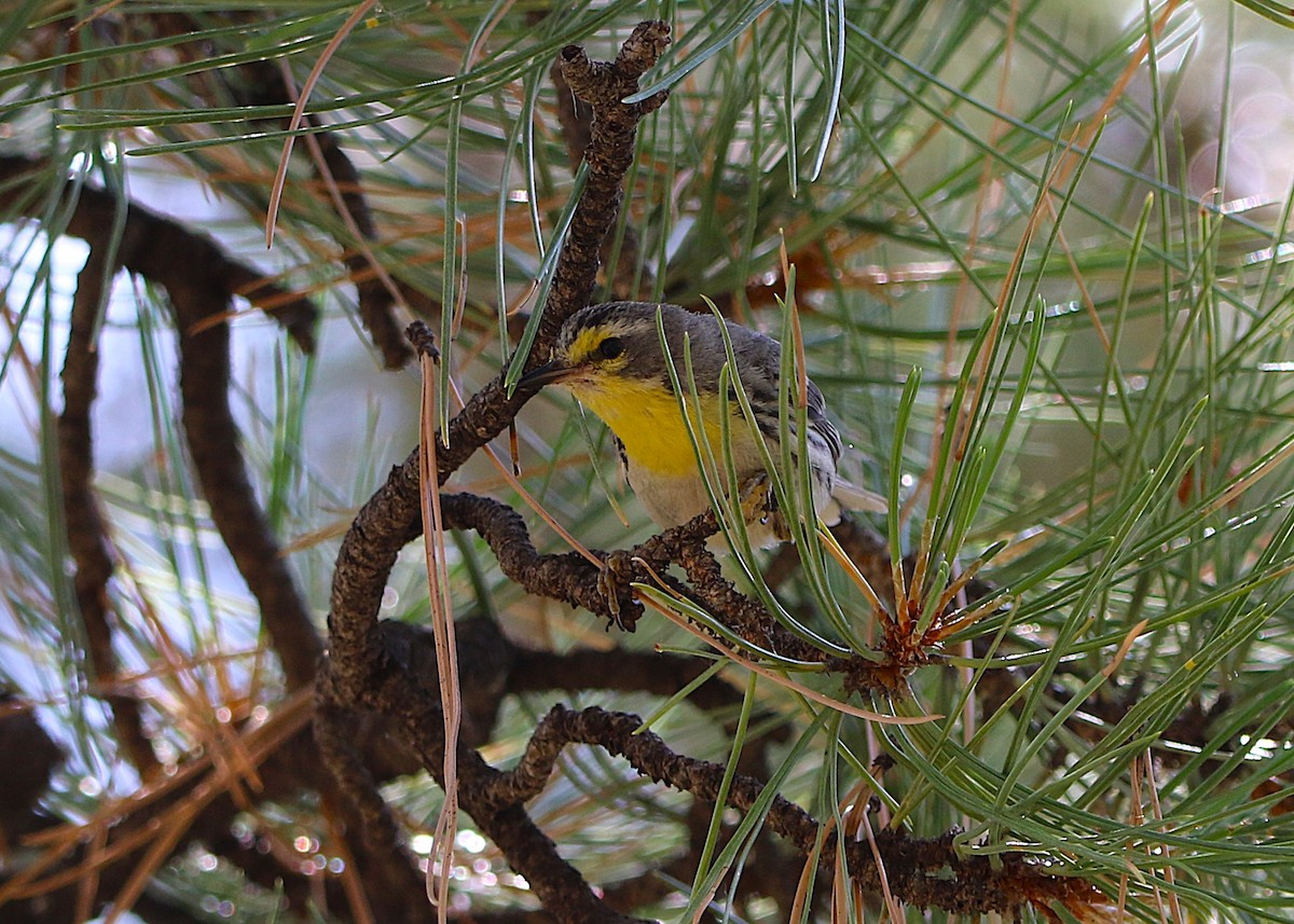 Grace's Warbler - ML639377422