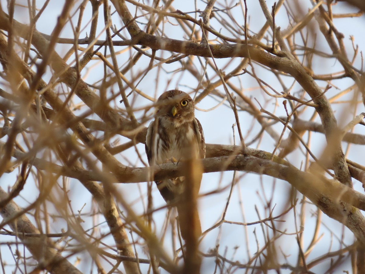 Ferruginous Pygmy-Owl - ML639377640
