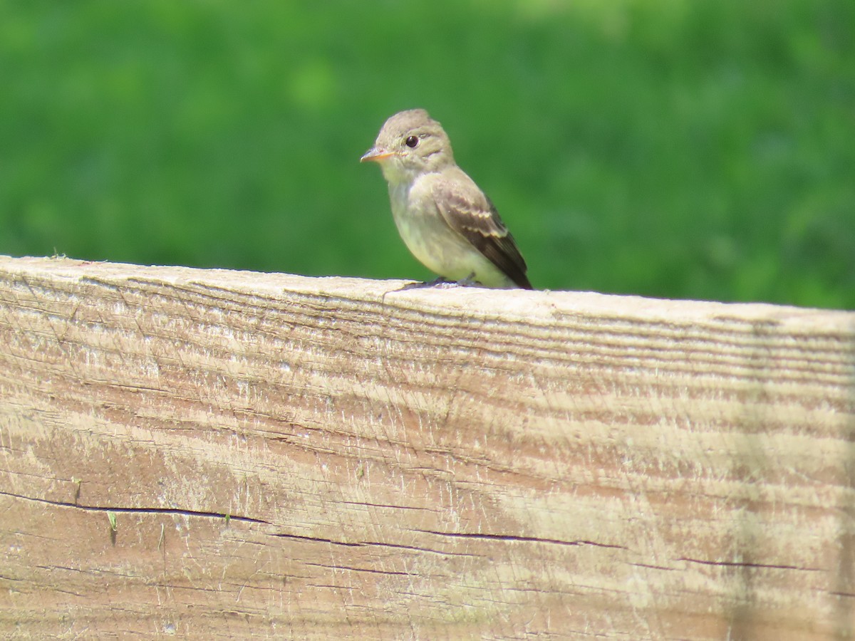 Eastern Wood-Pewee - ML639377677
