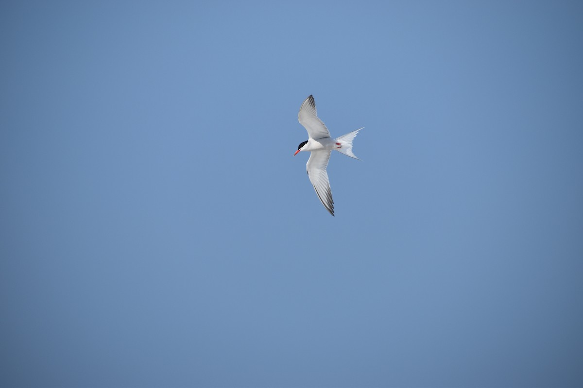 Common Tern - ML639377681