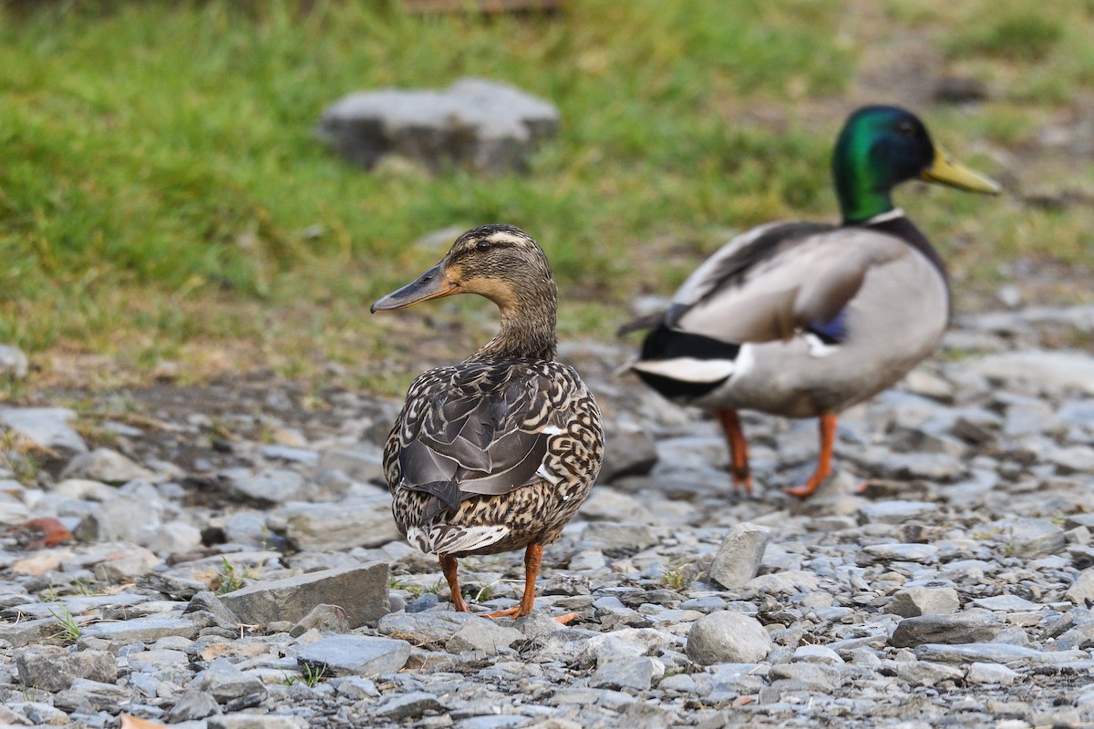 Mallard - ML639377682