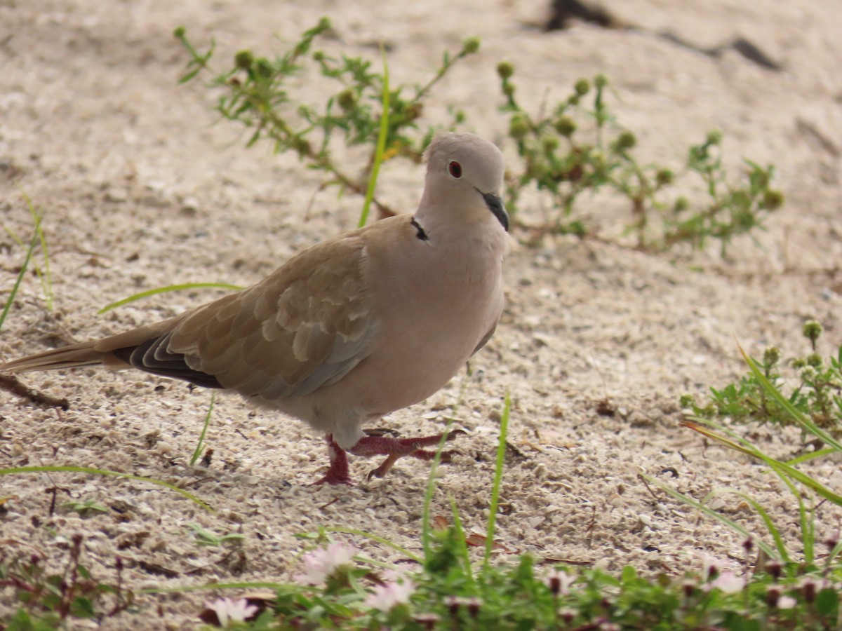Eurasian Collared-Dove - ML639377684