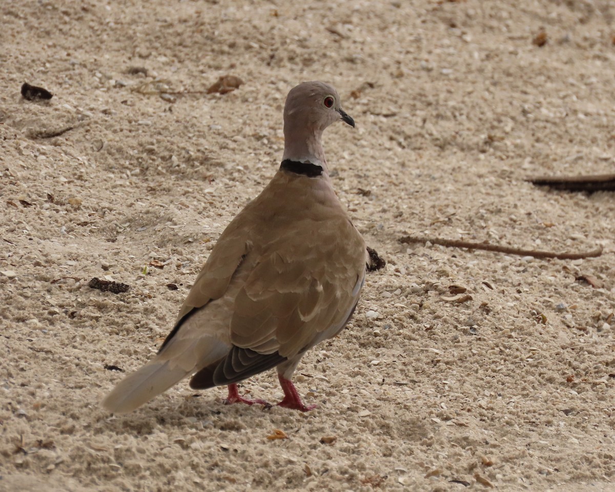 Eurasian Collared-Dove - ML639377685
