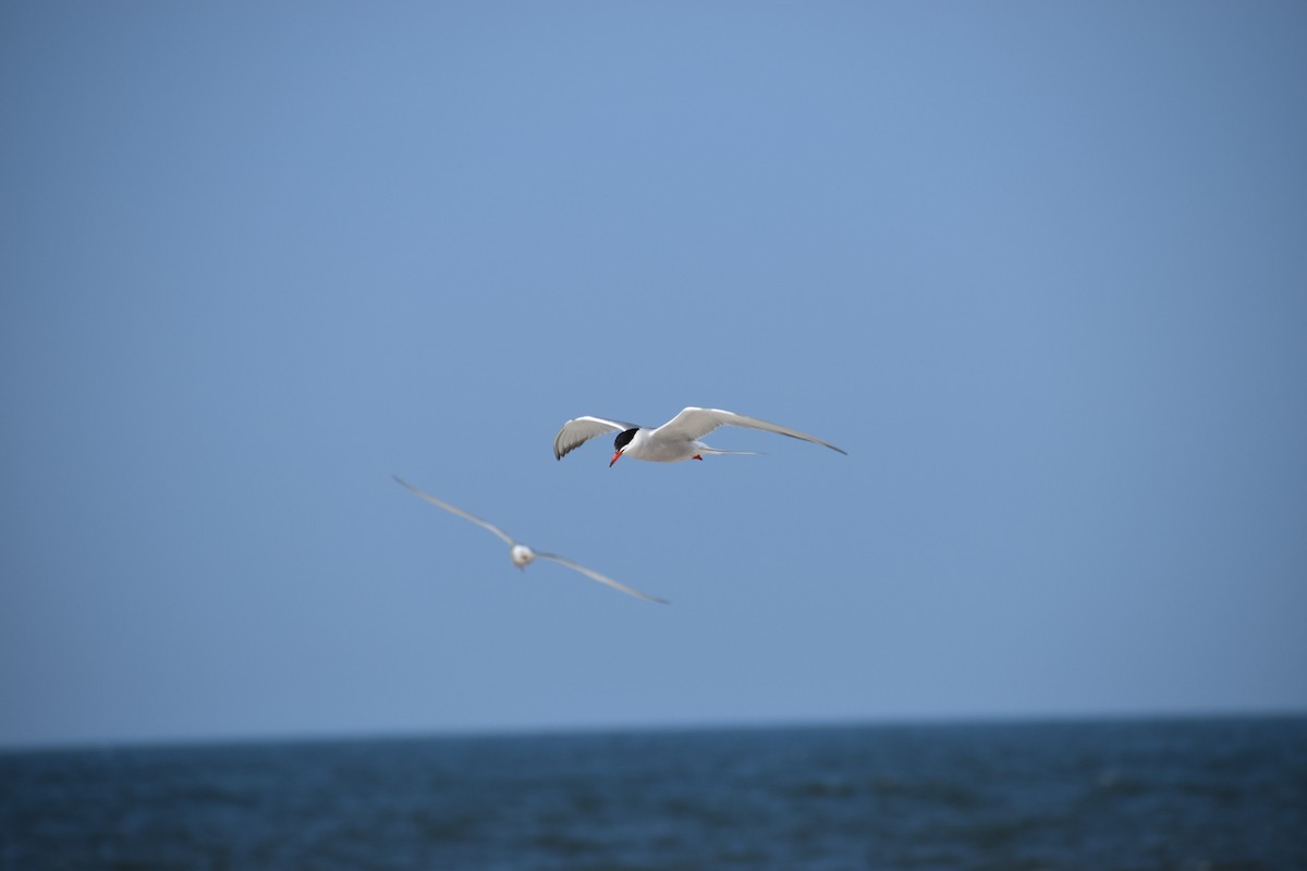 Common Tern - ML639377686