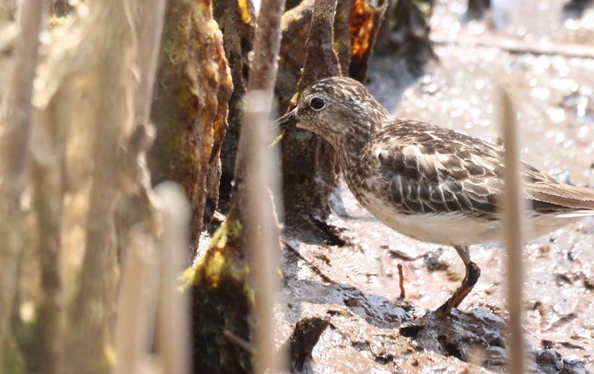 Least Sandpiper - ML639377687