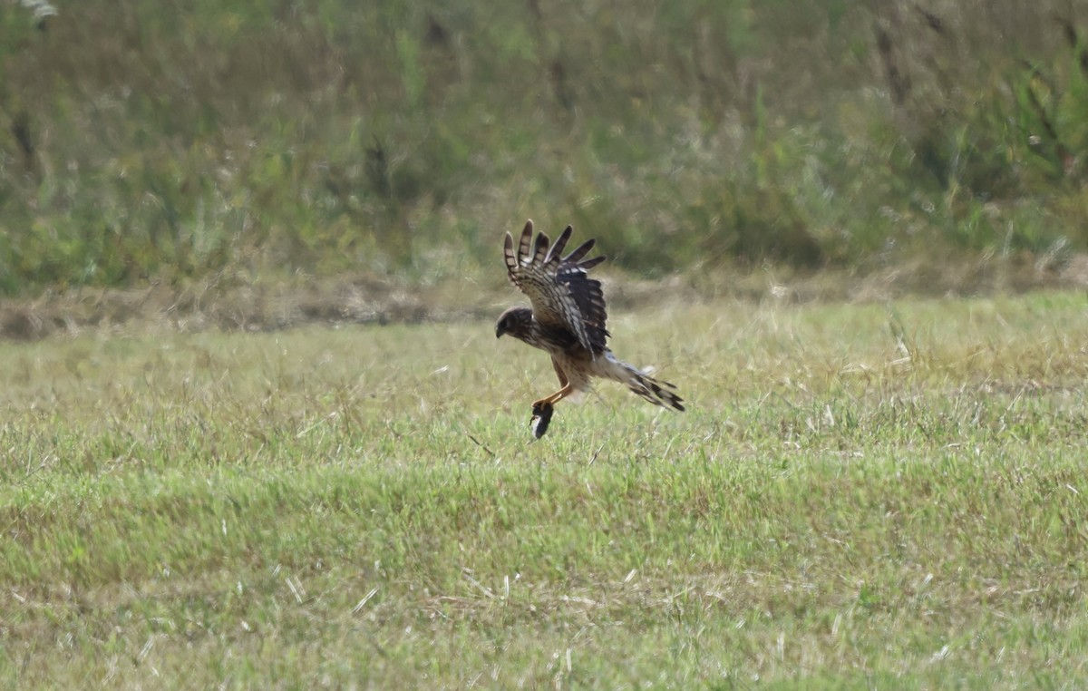 Northern Harrier - ML639377688