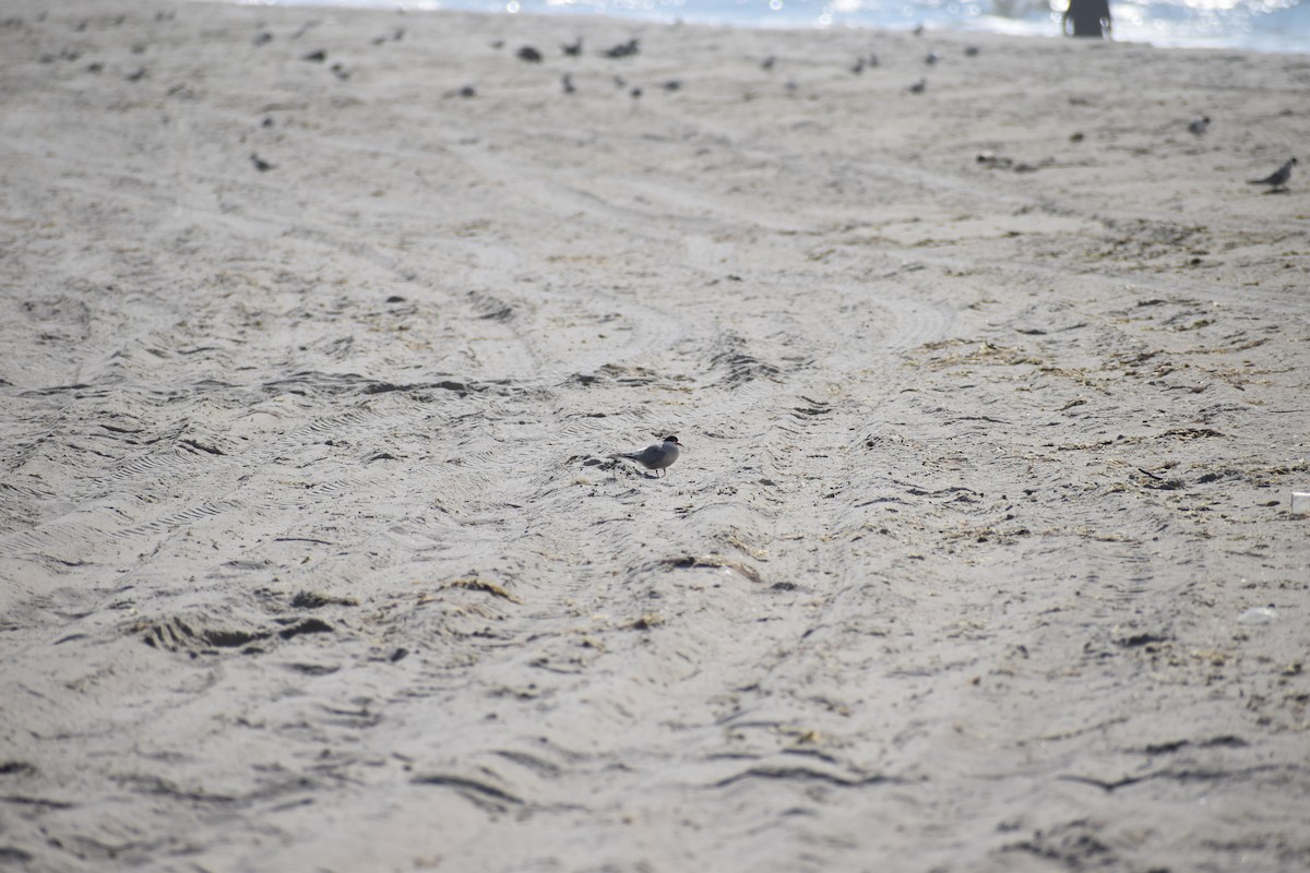 tern sp. - ML639377689