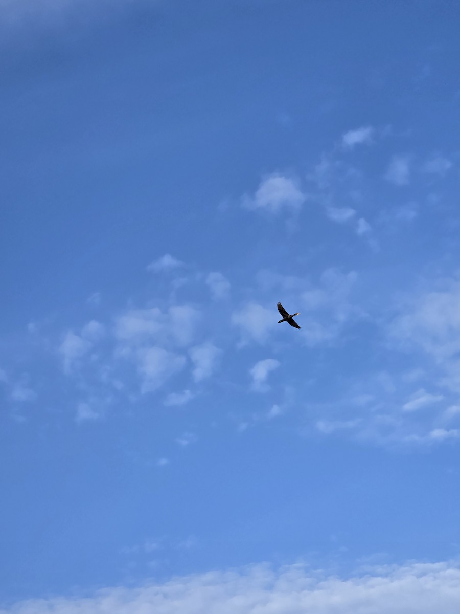 Double-crested Cormorant - ML639377690