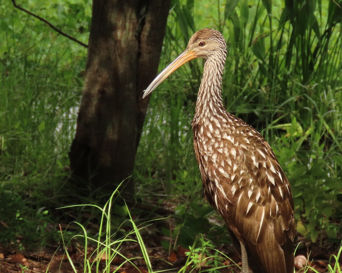 Limpkin - ML639377692