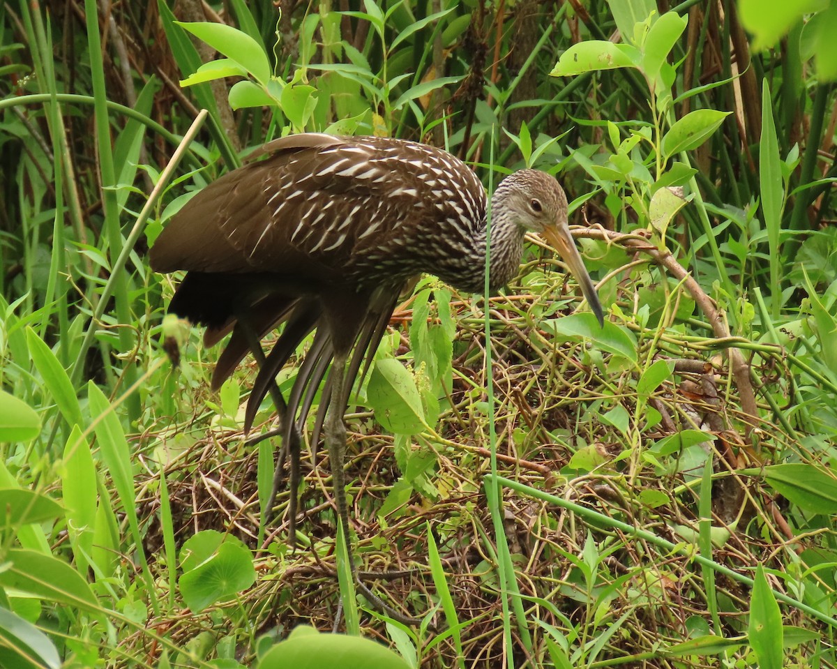 Limpkin - ML639377693