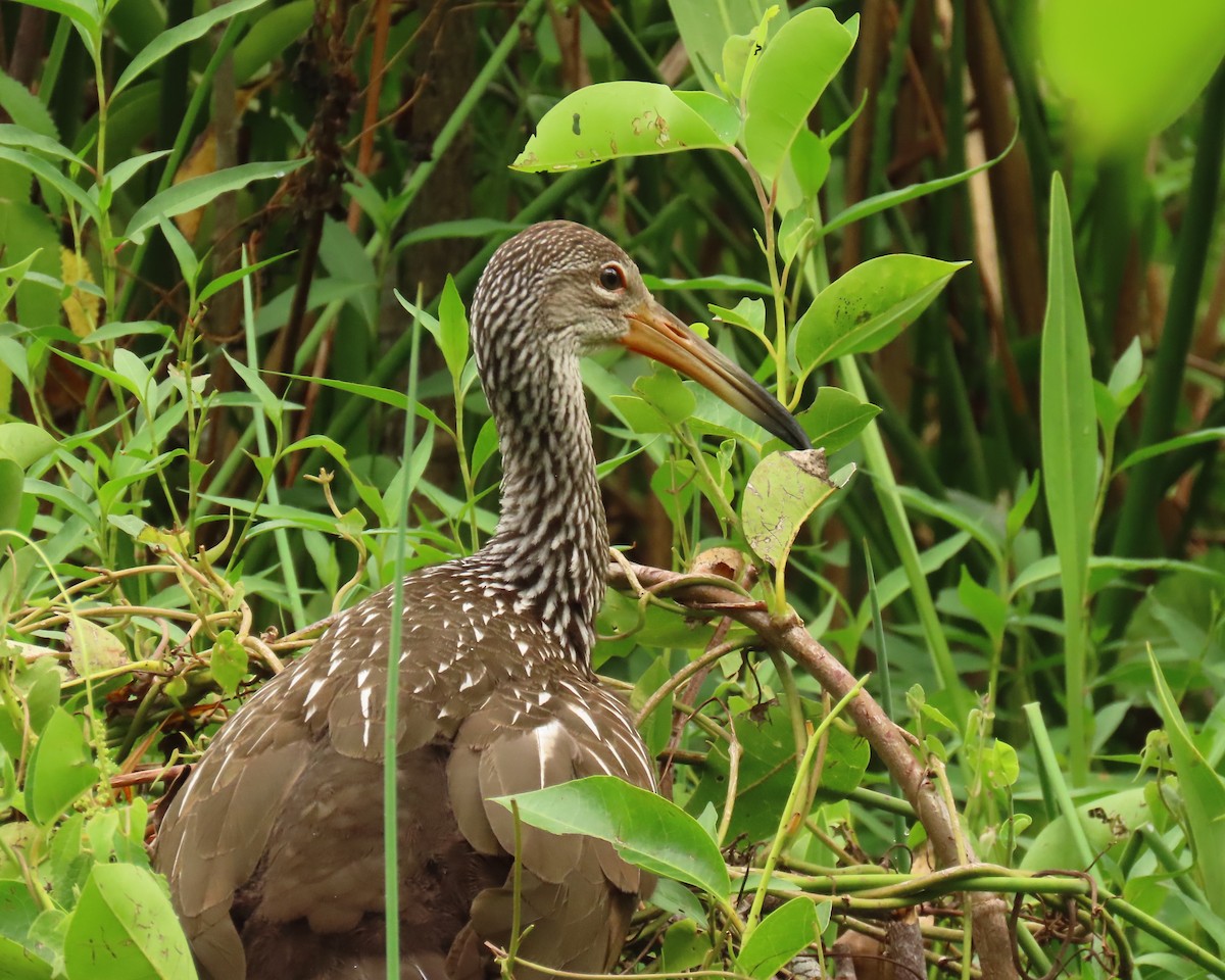 Limpkin - ML639377694