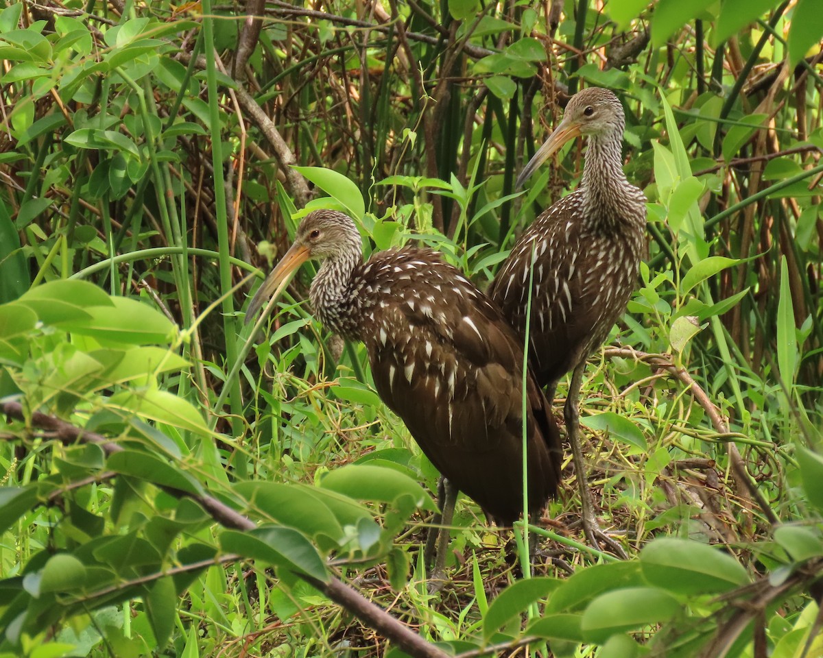 Limpkin - ML639377695