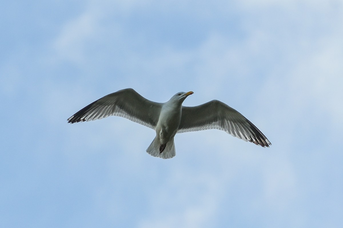 European Herring Gull - ML639377697