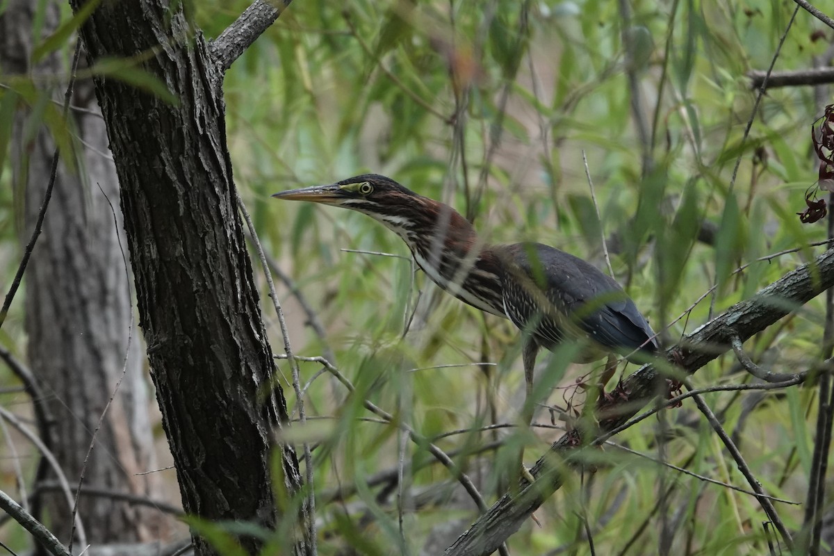 Green Heron - ML639377698