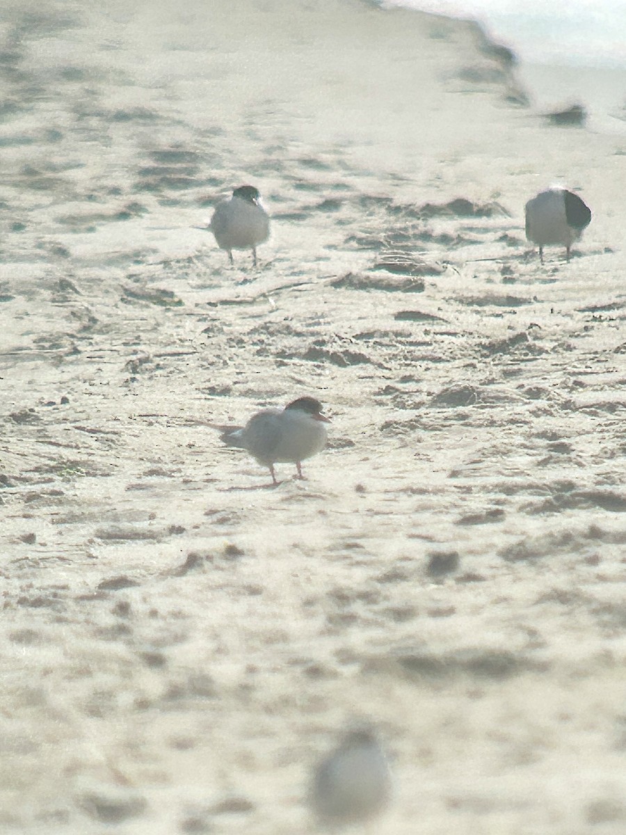 tern sp. - ML639377699