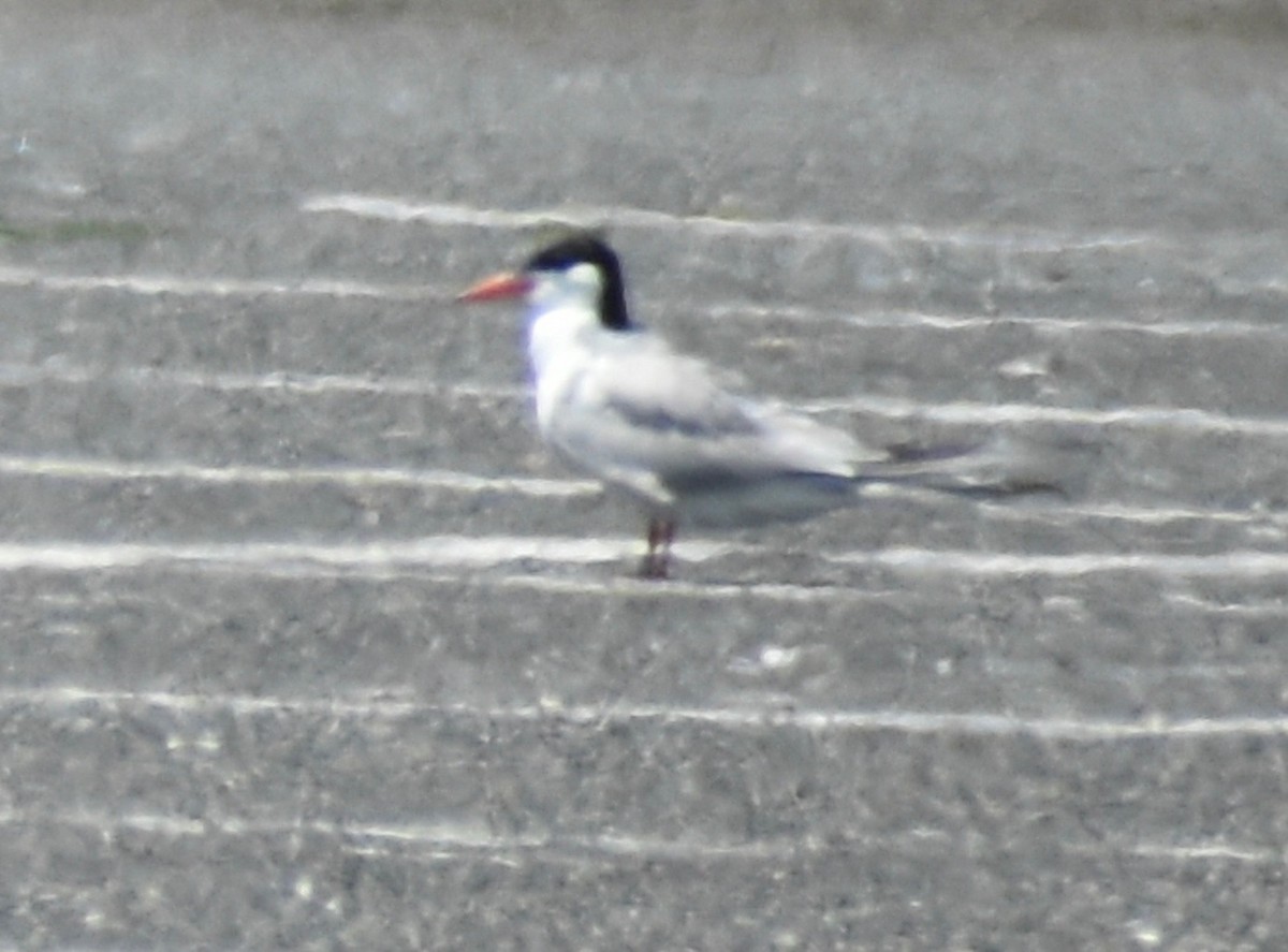 tern sp. - ML639377700