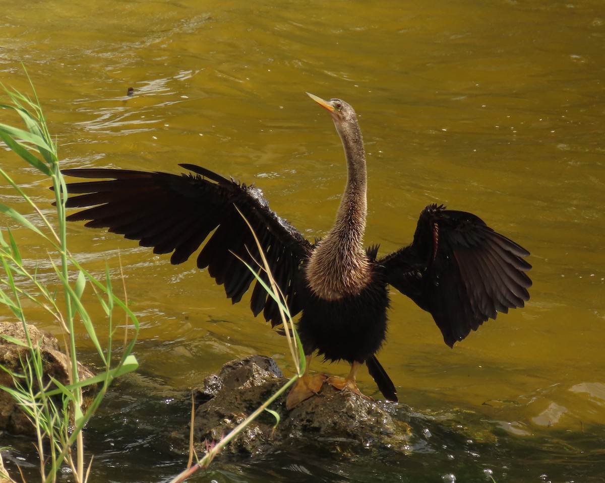 Anhinga - ML639377702