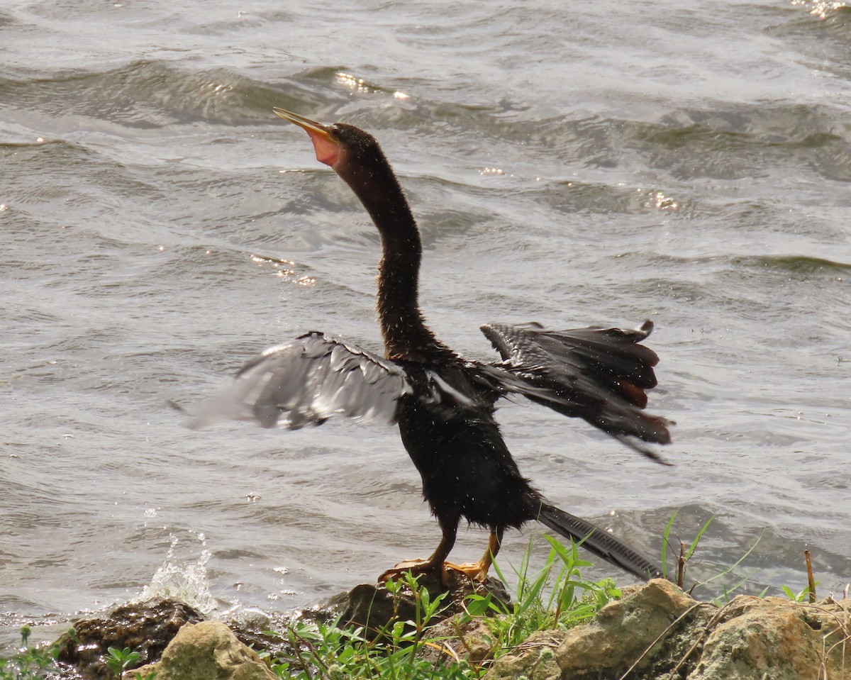 Anhinga - ML639377704