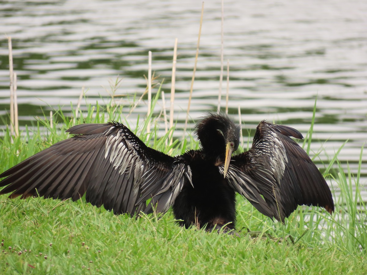 Anhinga - ML639377705