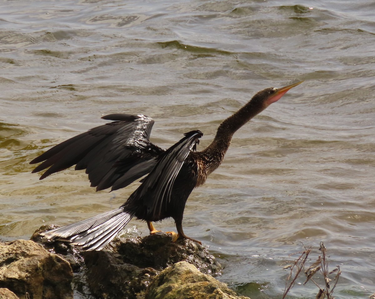 Anhinga - ML639377706