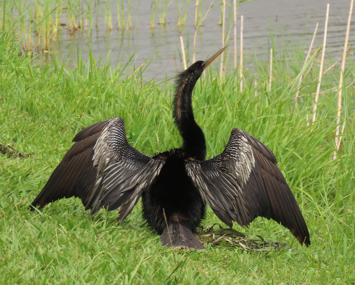 Anhinga - ML639377707