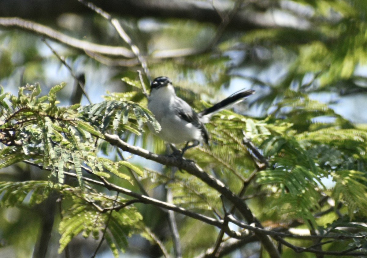White-lored Gnatcatcher - ML639377709