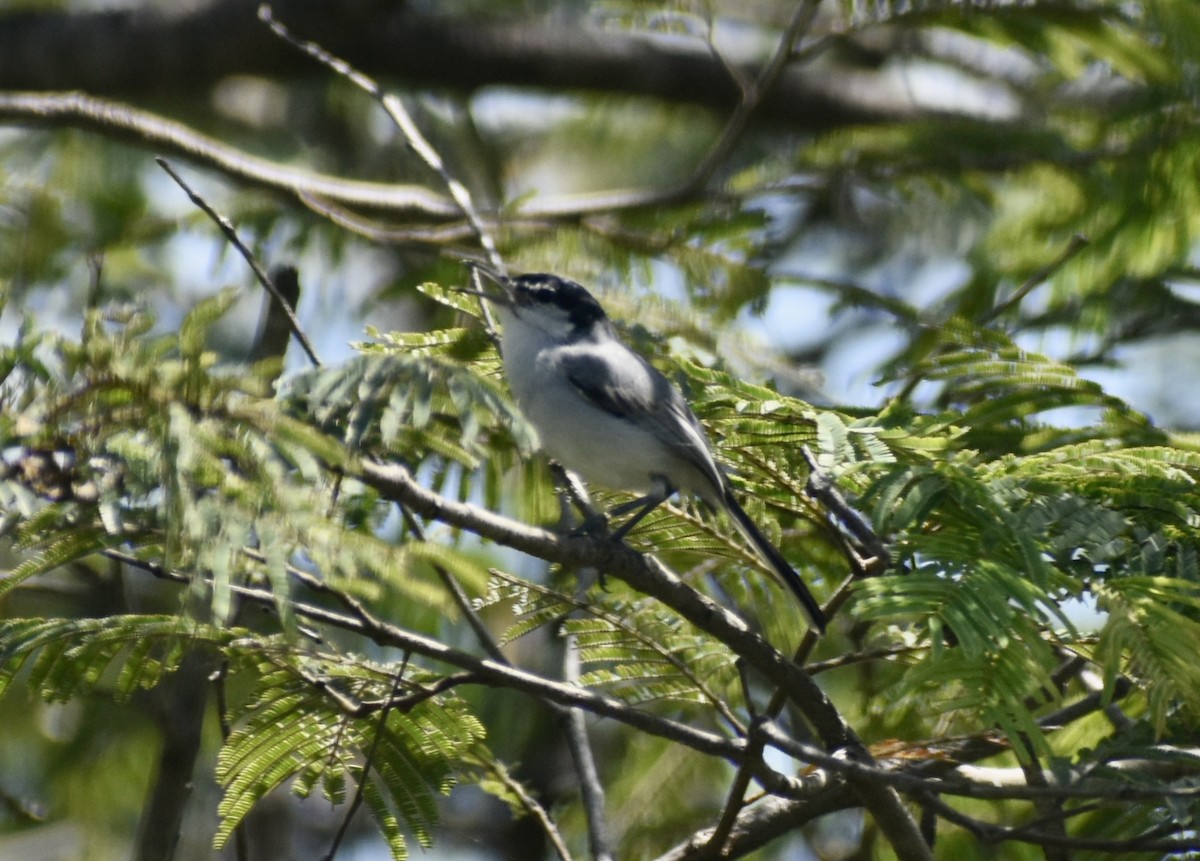 White-lored Gnatcatcher - ML639377710