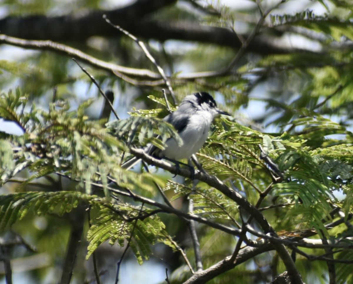 White-lored Gnatcatcher - ML639377711