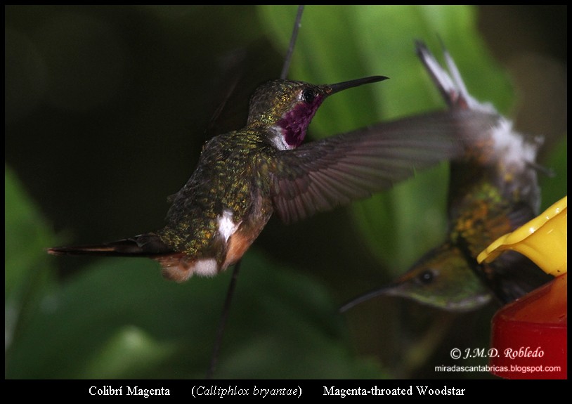 Magenta-throated Woodstar - ML639377751