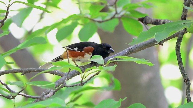 Eastern Towhee - ML639378075