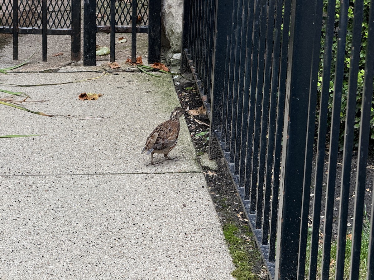 křepel virginský - ML639378085