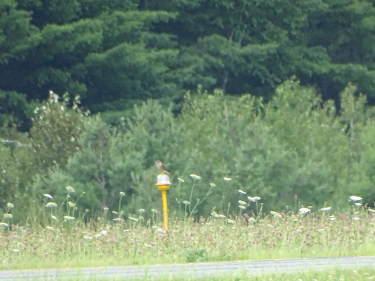 American Kestrel - ML639378198