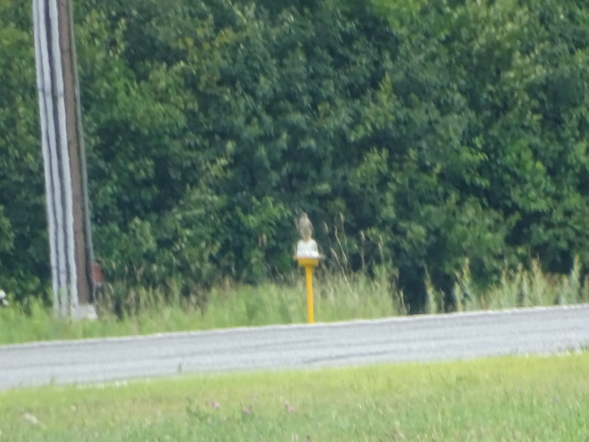 American Kestrel - ML639378199